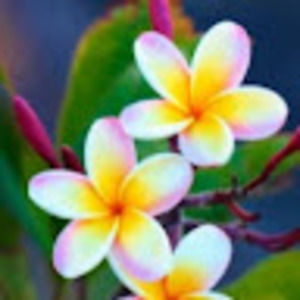 Meet your Posher, Carrie